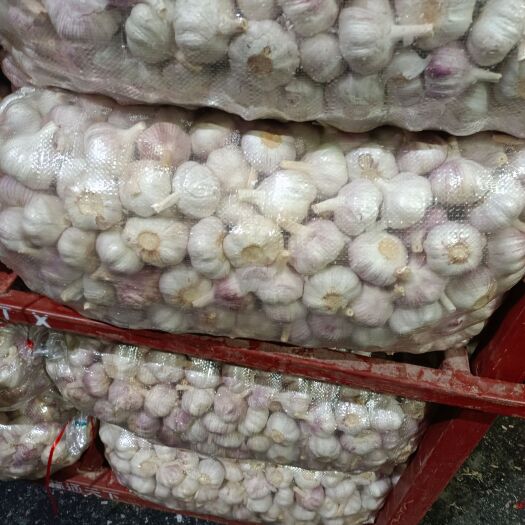 金乡县红皮蒜