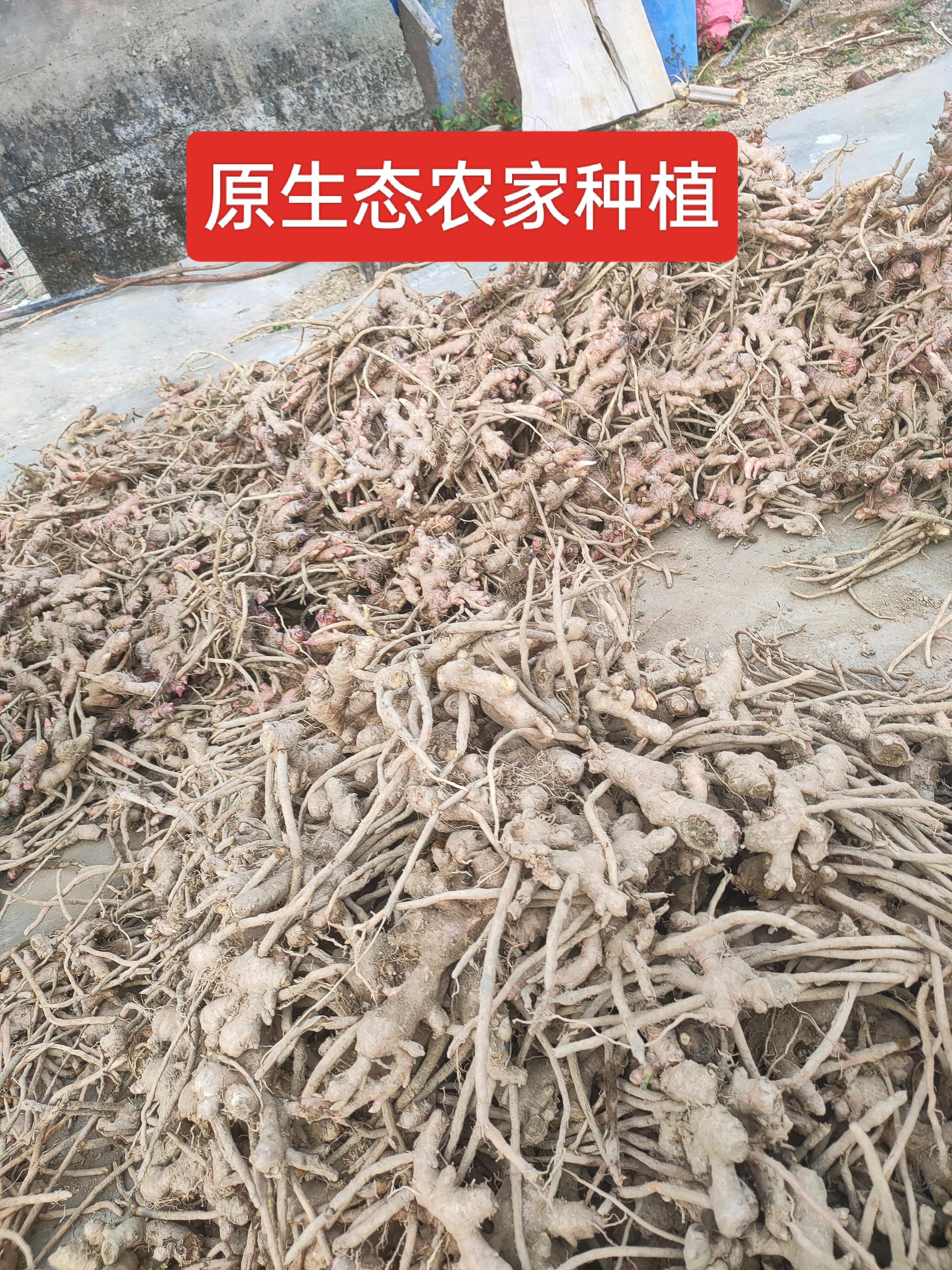 农家新鲜风姜月子姜