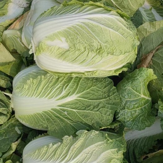宾阳县大白菜