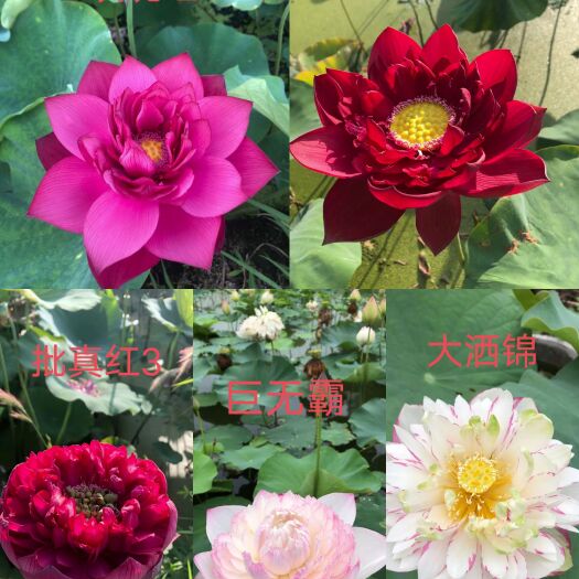 安新县荷花苗，精品荷花苗