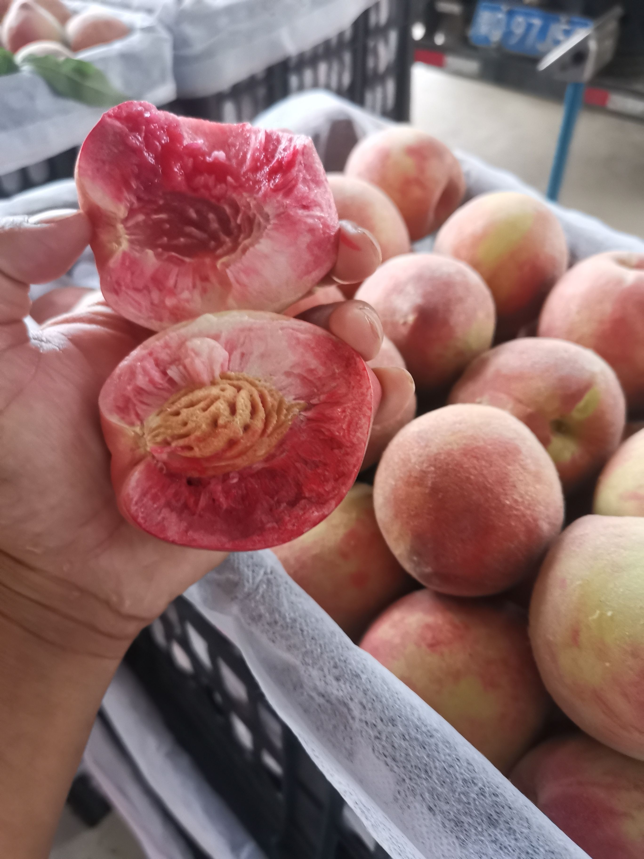 血桃，桐柏特产万亩种植基地！