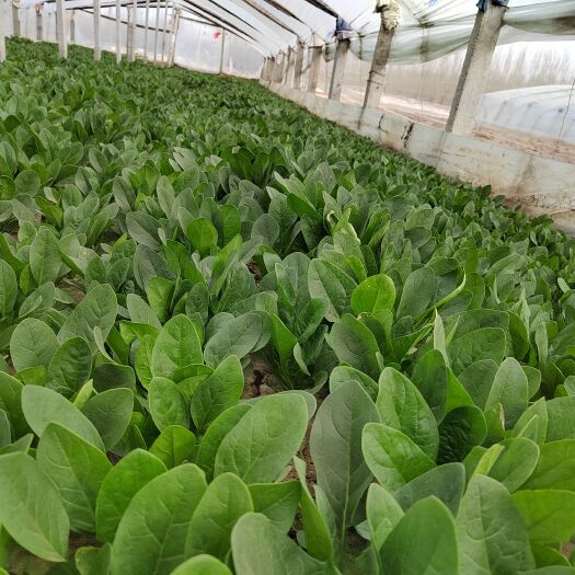 惠民县精品小菠菜。