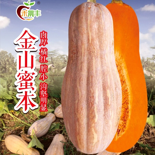 海南金山蜜本南瓜种子，大果产量，高果型漂亮，质量保障