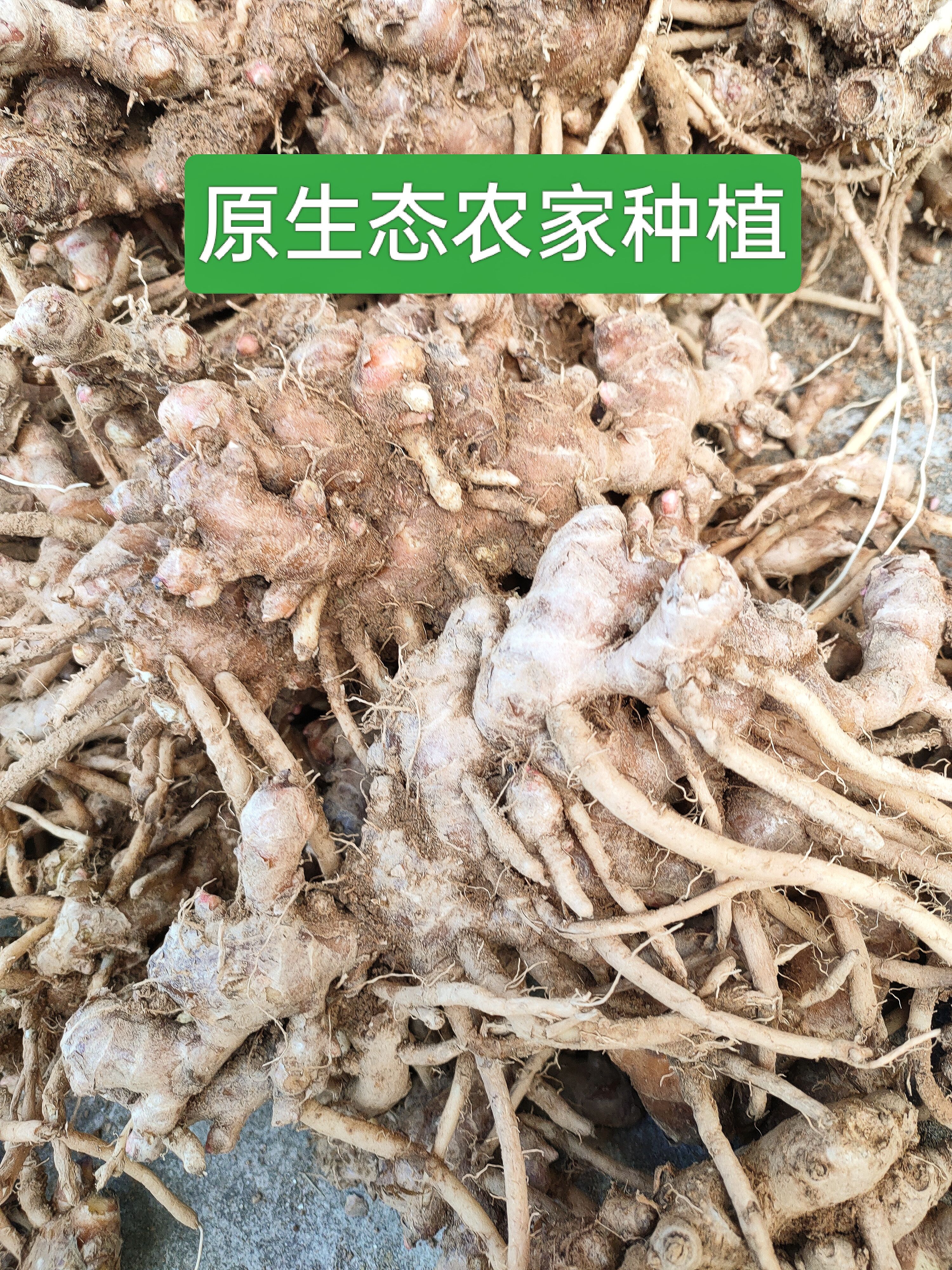 农家新鲜风姜月子姜