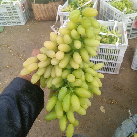 元谋县云南高原白鸡心