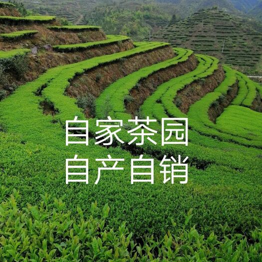 揭西县岸洋茶高山炒茶云雾茶清香型浓香型精装简装