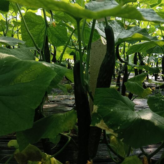 夏邑县黄花，满刺量大价优