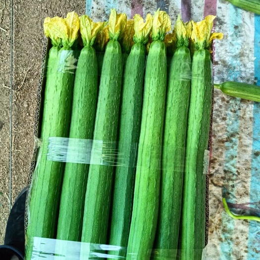 东海县大棚直供丝瓜