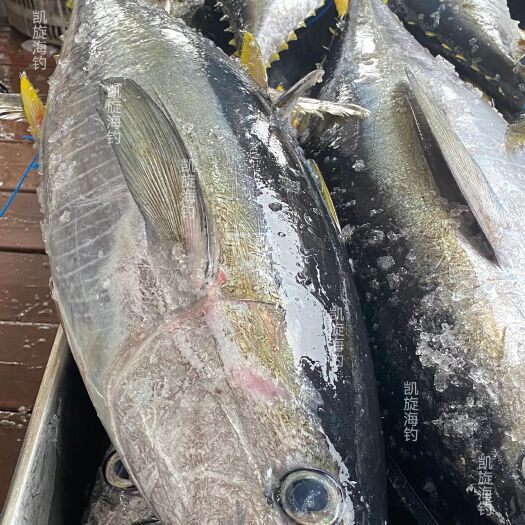 海钓黄鳍金枪，即钓即放酸，过冷河，刺身佳品，鲜活冰鲜不做急货