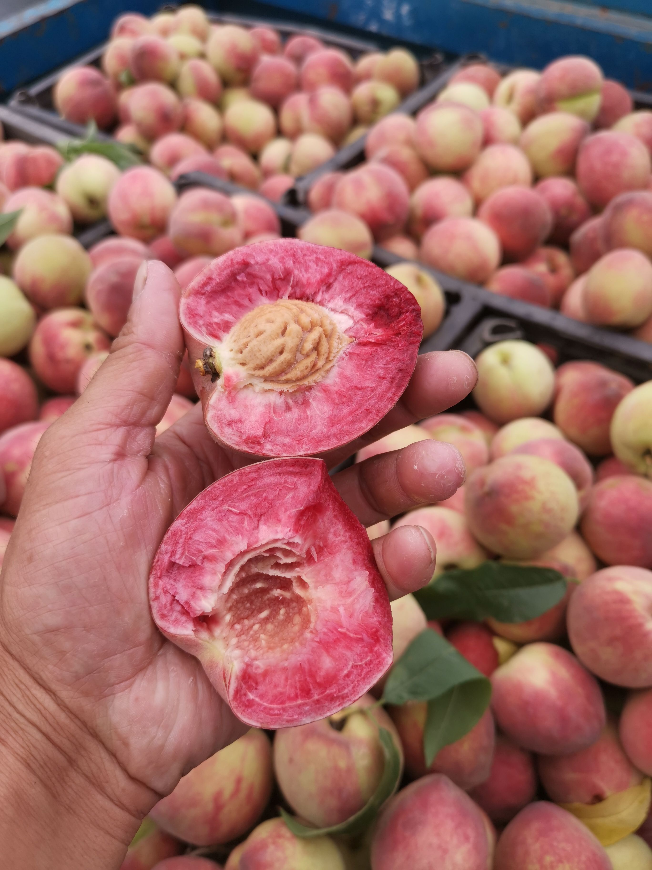 血桃，桐柏特产万亩种植基地！