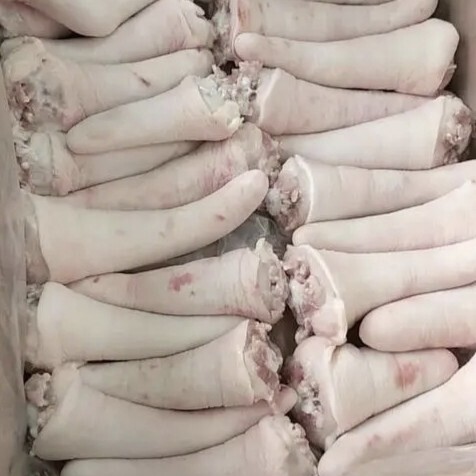 商丘猪短尾