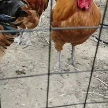 Ϻ