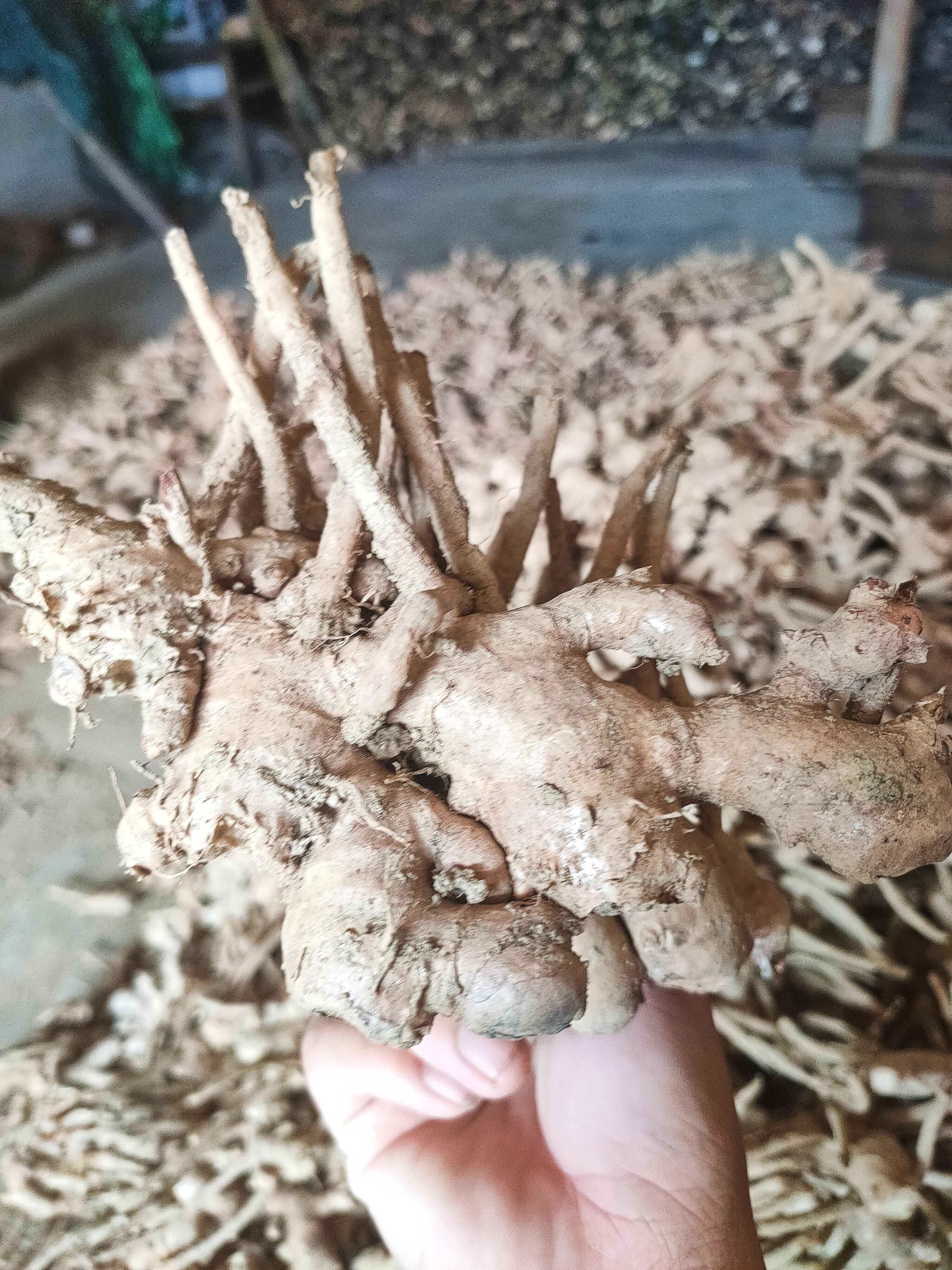 农家新鲜风姜月子姜