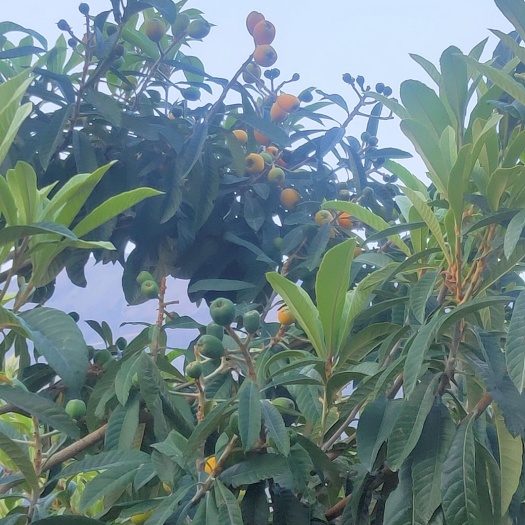 永善县云南大兴枇杷有要收老板联系