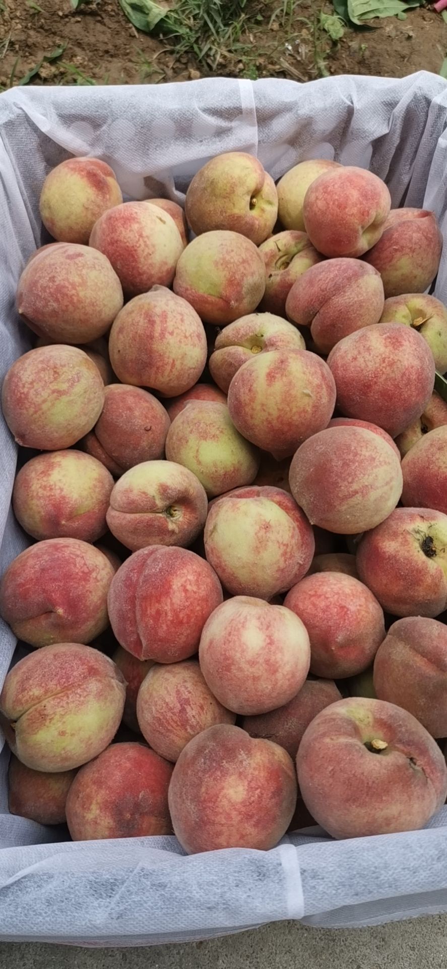 血桃，桐柏特产万亩种植基地！