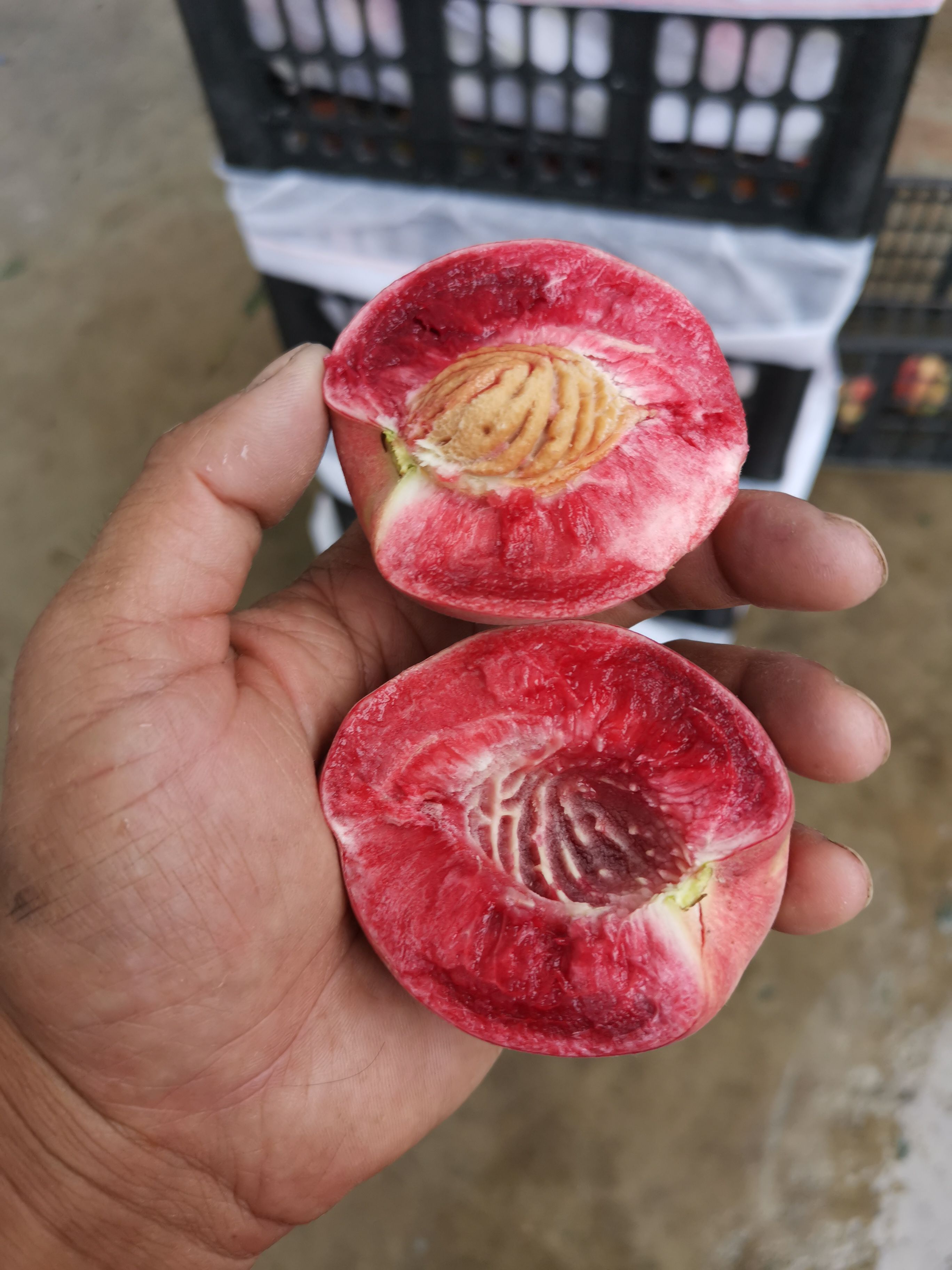 血桃，桐柏特产万亩种植基地！