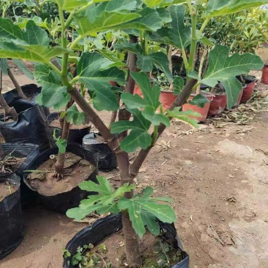 灵山县波姬红无花果苗