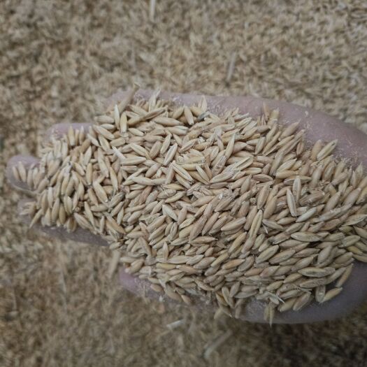 出售一手天津港澳洲白燕麦燕麦食品级