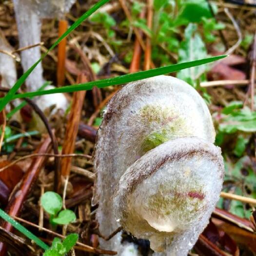 兴文县四川高山野生牛毛广   需要干货的来出价