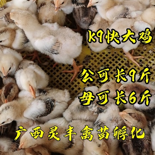 南宁脱温k9鸡苗，4-5两一只，价格美丽