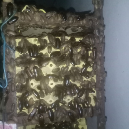 景县杜比亚蟑螂爬宠活体黄金饲料