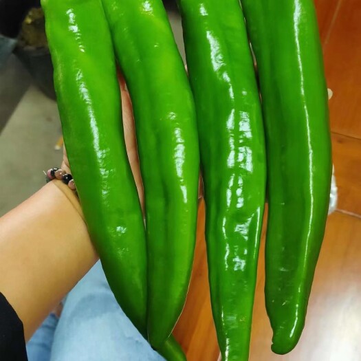 清远青皮尖椒