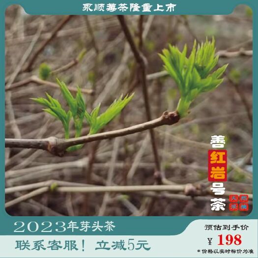 永顺县永顺芽头茶【生态茶】