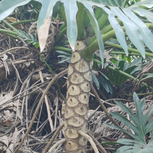 广州龙鳞春羽，各种形状，各种尺寸，一棵起批，欢迎咨询。