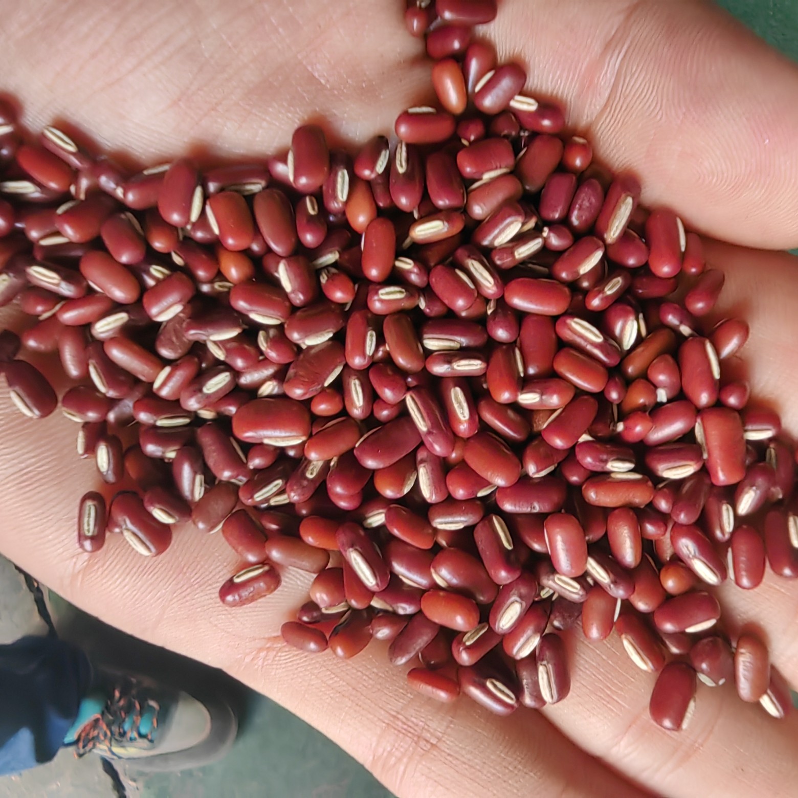 广州赤小豆，红竹豆，赤小豆，客户可以定制自己需要的规格