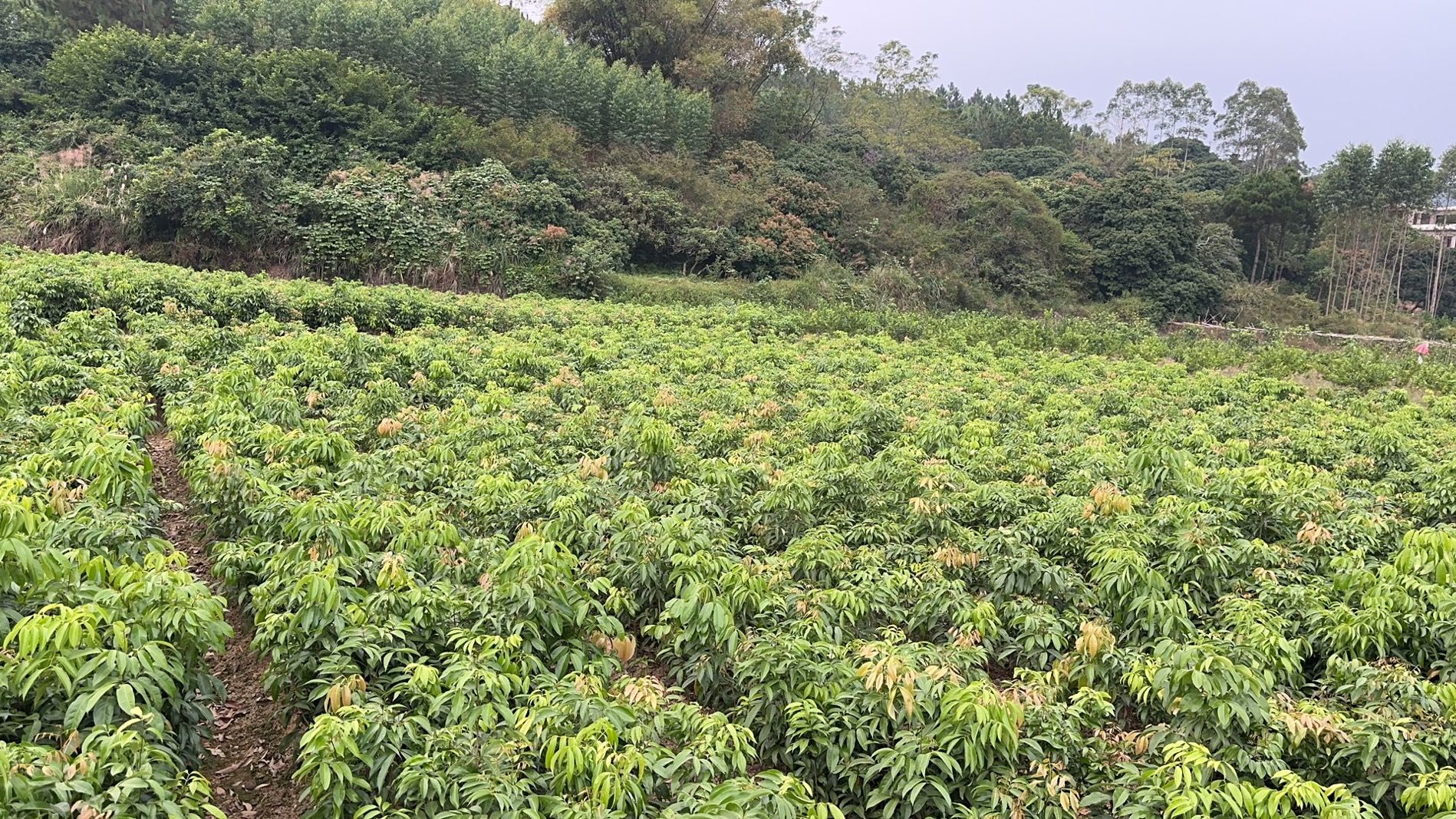 妃子笑荔枝苗  广西苗圃包邮直销 妃子笑 荔枝嫁接苗 优质早