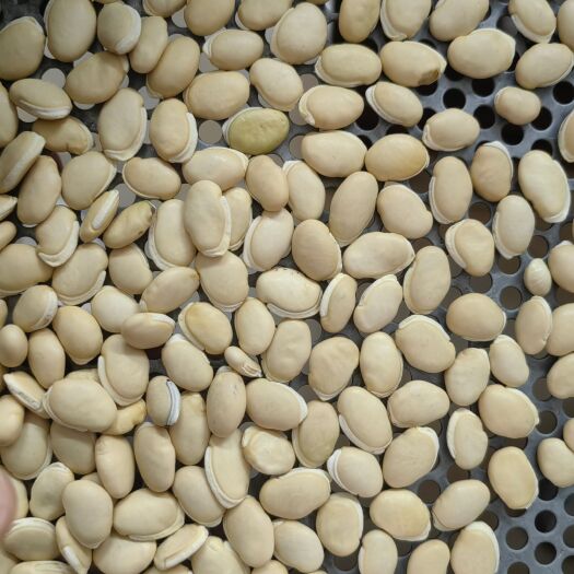 广州扁豆，药用扁豆