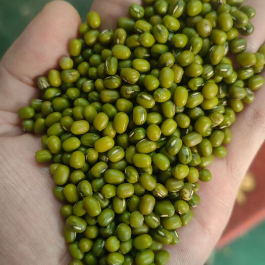 缅甸油绿豆，工厂定制，一手货源，质量保证