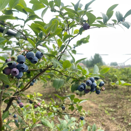 衡山县佰蒂蓝莓鲜果