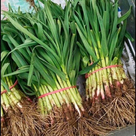 沛县沛县红根蒜苗大量上市 支持水洗  代发  电商  量大从优
