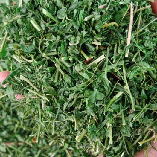 玉林相思叶  青绿相思茶，中药材相思叶茶新货