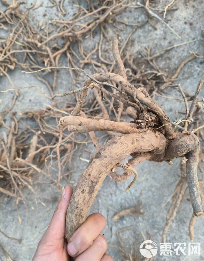 羊耳菊  白面风  可干可鲜货，纯根货