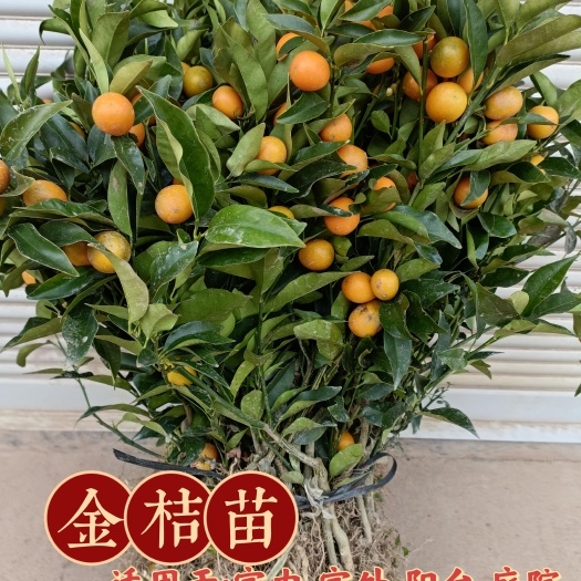 苍溪县脆皮金桔苗，保证品种，根系发达，保湿发货，保成活率