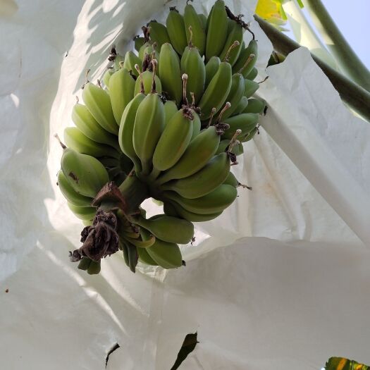徐闻县芭蕉，苹果蕉大量上市