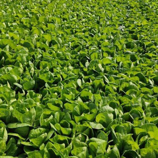 上海杭白菜鸡毛菜上海青