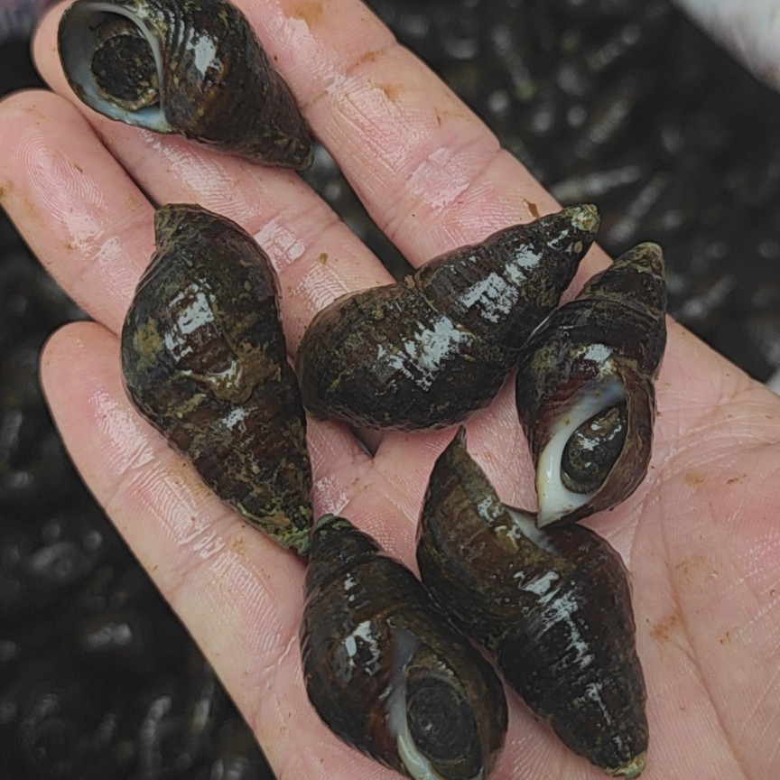 清水螺  山坑螺