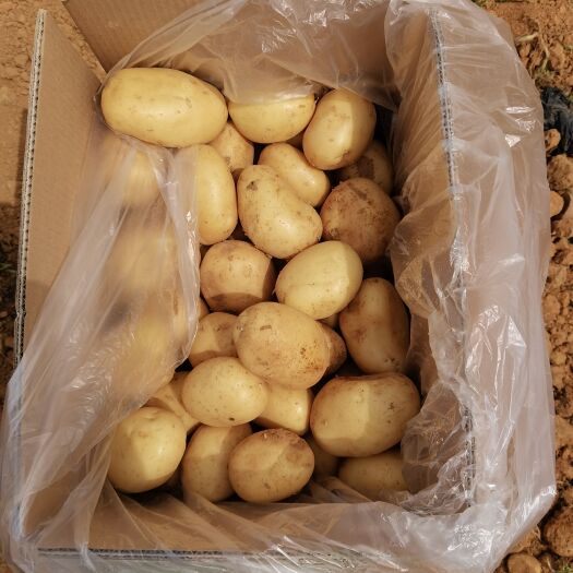 昆明土豆马铃薯希森3