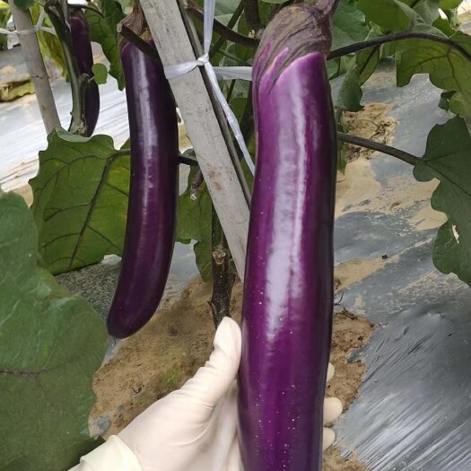 清远烧烤茄