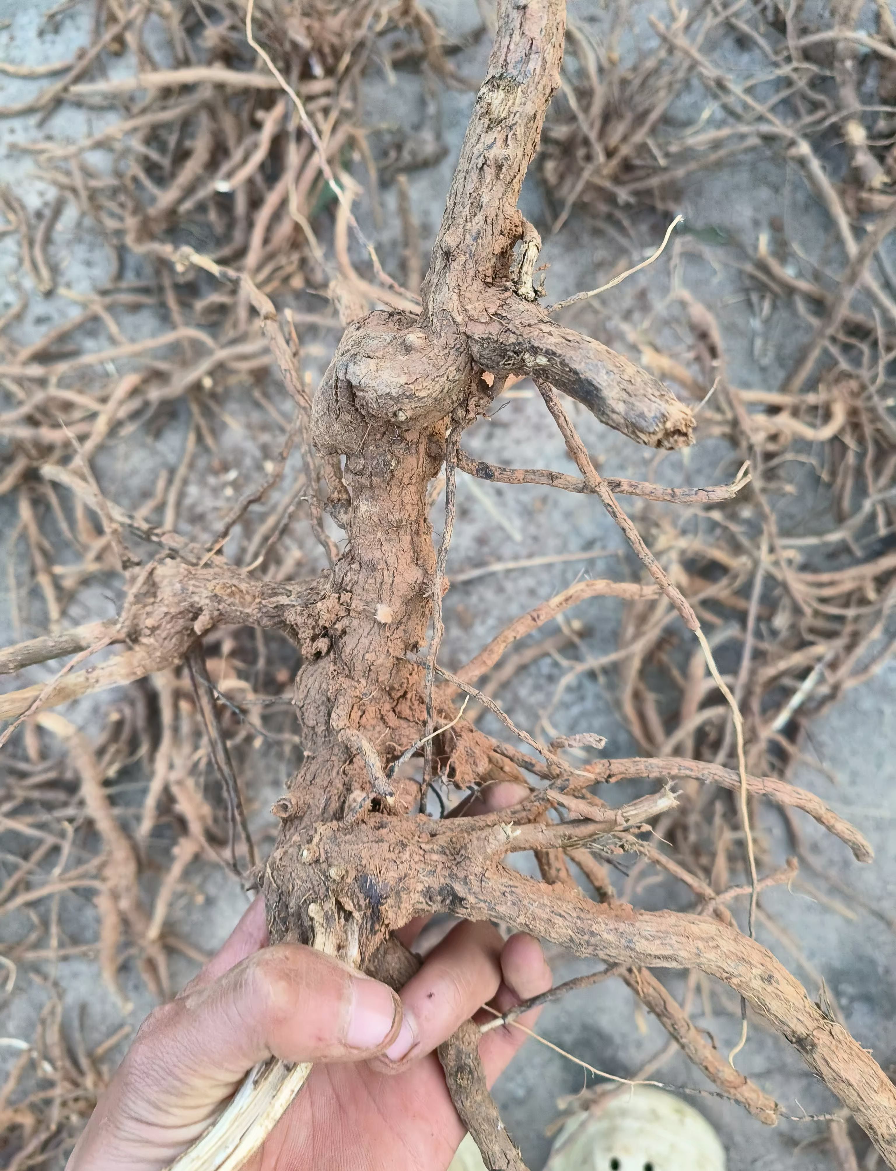 羊耳菊  白面风  可干可鲜货，纯根货