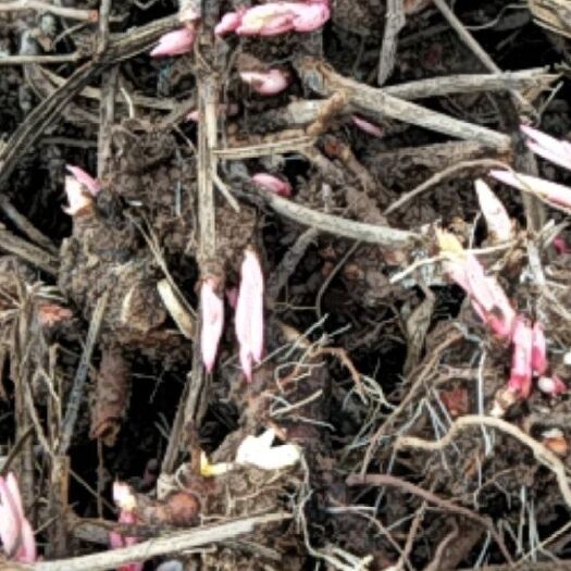 亳州白芍芽子大量供应