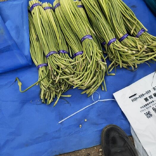 青岛蒜苔便宜卖