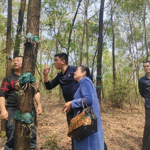 惠州春天来了，种植铁皮石斛季节来啦，自家基地，农庄，阳台皆可种