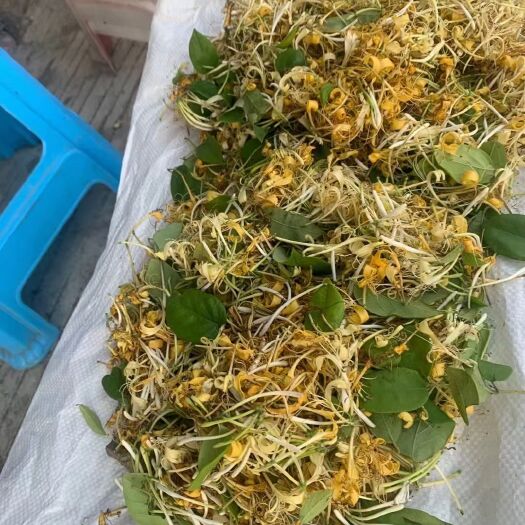 肇庆霸王花