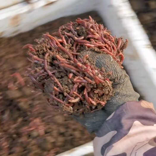 重庆市太平二号蚯蚓蔬菜牛粪养殖、红蚯蚓、蚯蚓种苗、