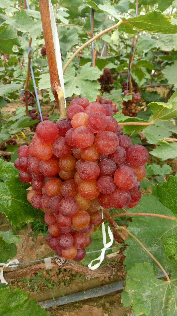 火焰无核佛雷无核新疆小红提葡萄苗
