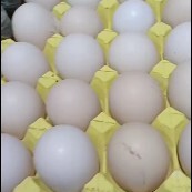 馆陶县精品蛋